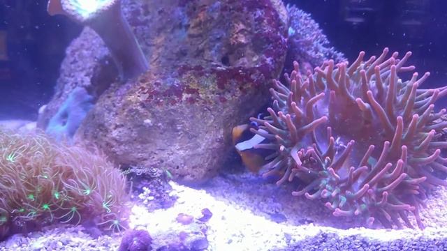 рыбки клоуны и актиния смотреть онлайн