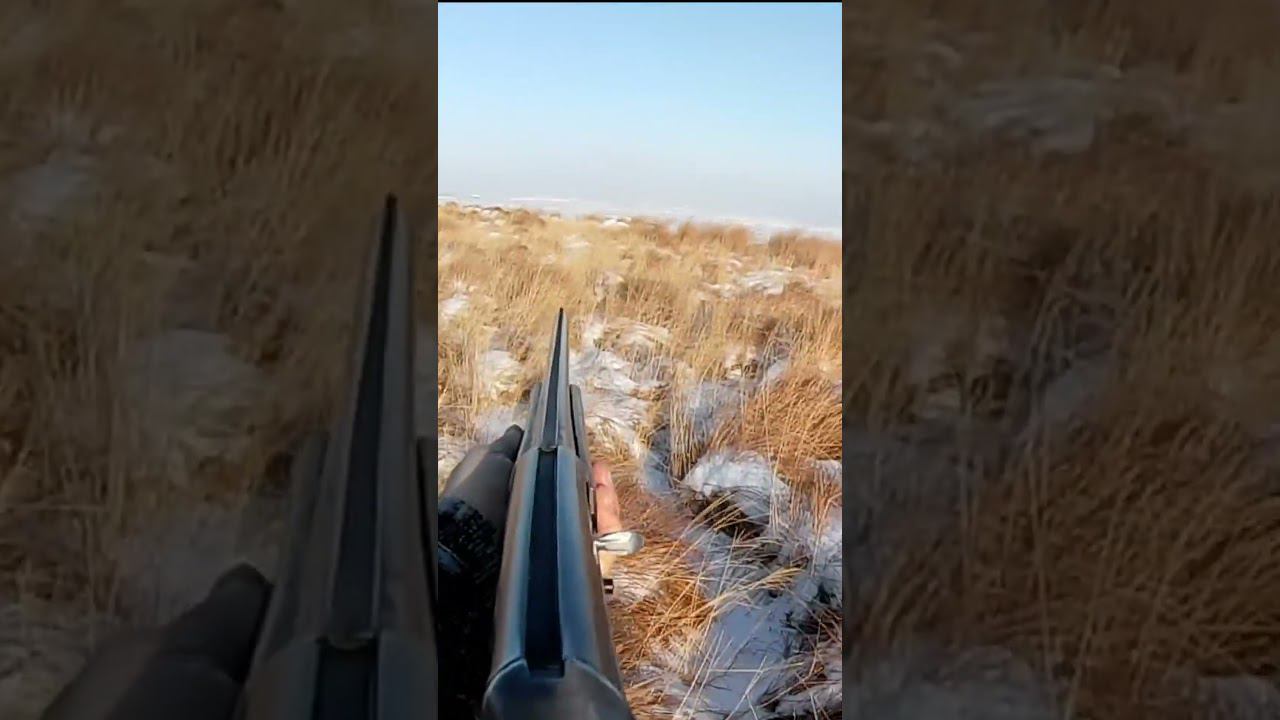 Стрельба по зайцу через кочки в лимане))) (архив 20 г.) #охота #охотаназайца смотреть онлайн