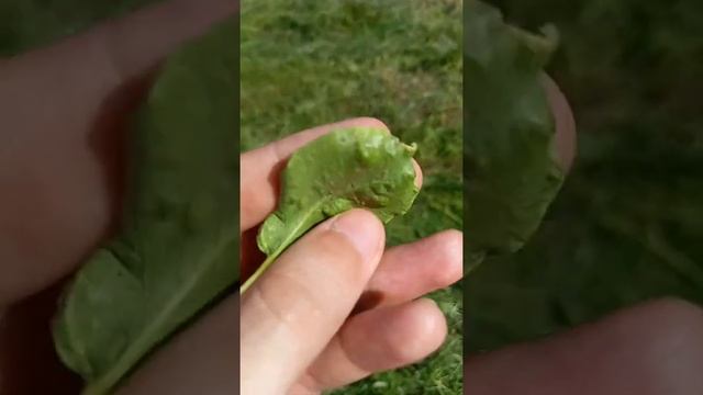 Галловые клещи на груше смотреть онлайн