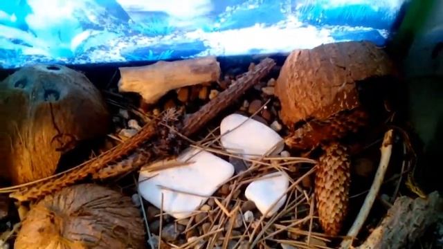 Содержание ПРЫТКИХ ЯЩЕРИЦ в домашних условиях!!! (Мои новые питомцы!!!) смотреть онлайн