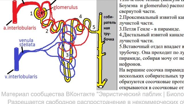 Мочевыделительная система. Почки, мочеточники, мочевой пузырь, уретра. Выделение мочи. Анатомия смотреть онлайн