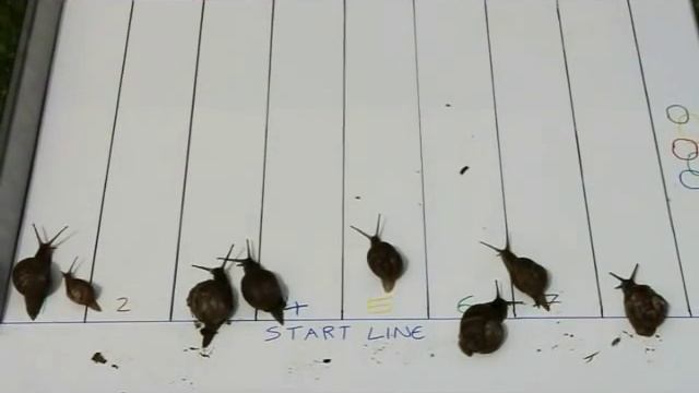 2012 Race Night - Race 2, The Snail Race