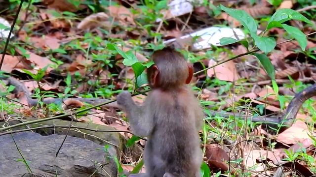 Adorable baby of monkey Rose, Baby where are you mom? смотреть онлайн