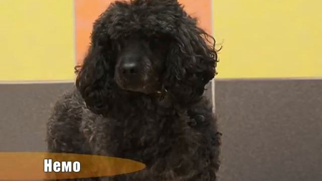 Немо смотреть онлайн