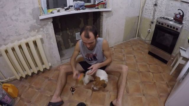 Собака Джек Рассел Терьер ( стрижка ногтей , расчёсывание шерсти ) смотреть онлайн