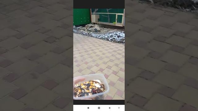 моё первое видео!!! как я делаю мешанку для птицы сойки. смотреть онлайн