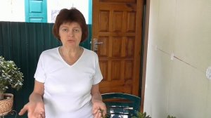 Денежное дерево Пересадка денежного  дерева    вначале лета