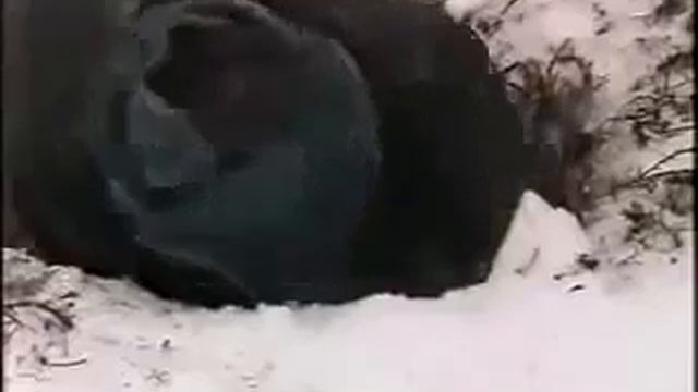 Охота на медведя в берлоге! смотреть онлайн