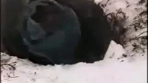 Охота на медведя  в берлоге!