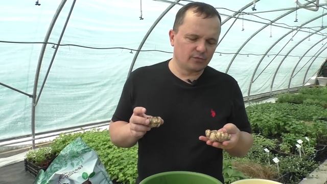 Сажаем каллы в горшок. Как это правильно сделать. Все секреты посадки.