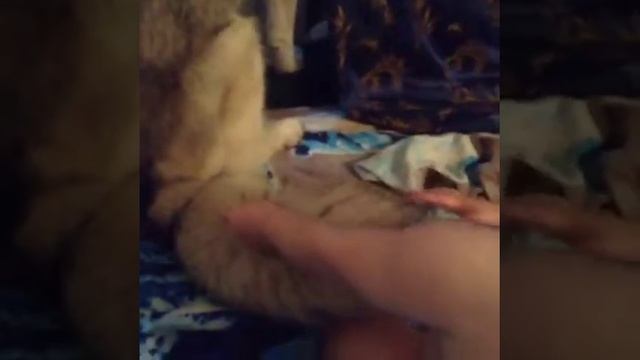 Хаски, хвост и ребёнок смотреть онлайн