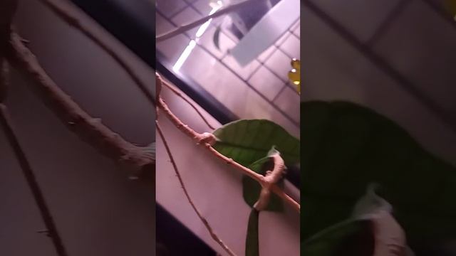 Flowering Hoya callistophylla sp. Kalimantan смотреть онлайн