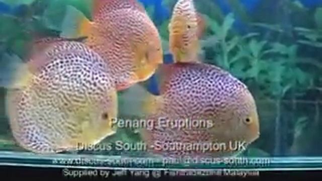 Penang Eruption Discus смотреть онлайн