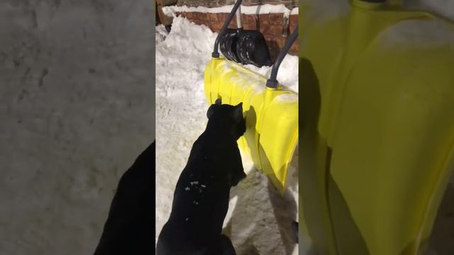 Щенки Кане Корсо помогают хозяину убирать снег в дворе смотреть онлайн