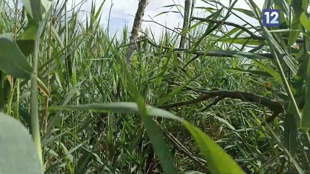 Заметки натуралиста: плавающие палатки, красношейные поганки, металлургические цапли смотреть онлайн