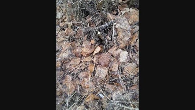 Едим в лес за ветками смотреть онлайн