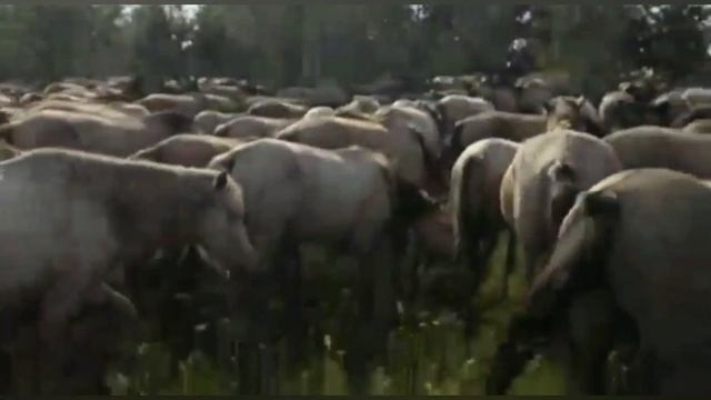 Башкирские лошади Хасана Идиятуллина. Иглинский район смотреть онлайн