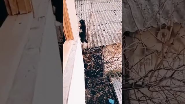 Кот - Ассасин смотреть онлайн