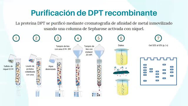 36. Clonación, Expresión Y Purificación De Dermatopontina Recombinante En Escherichia Coli