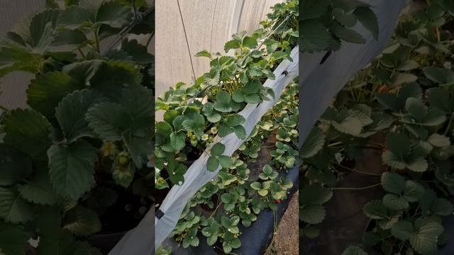 Садовая крупноплодная земляника Королева Елизавета 2 начала плодоносить в теплице. #садоводство смотреть онлайн