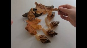 #snail #улитка САМАЯ БОЛЬШАЯ УЛИТКА В МИРЕ. Жизненный цикл. От  яйца до взрослой улитки.