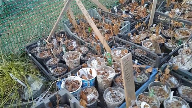 УКЛАДЫВАЮ ГОРТЕНЗИИ В ЗИМНЮЮ СПЯЧКУ! КРАЙНИЕ ПОСЫЛКИ В ЭТОМ ГОДУ!! смотреть онлайн