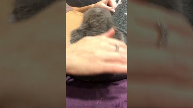 Британка из тик тока . Летучая мышь смотреть онлайн