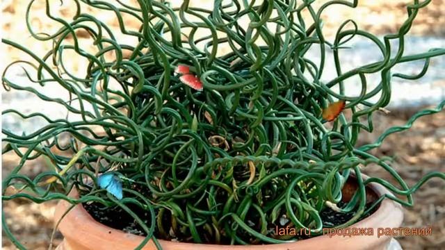 Ситник обыкновенный (sitnik-razvesistyy-spiralis) ? ситник обзор: как сажать саженцы ситника смотреть онлайн