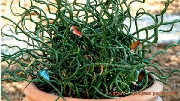 Ситник обыкновенный (sitnik-razvesistyy-spiralis) ? ситник обзор: как сажать саженцы ситника