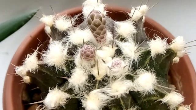 ЦВЕТЕНИЕ КАКТУСА ГИМНОКАЛИЦИУМ и сюрприз от него! Начало! смотреть онлайн