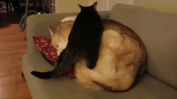 Кот спит на собаке