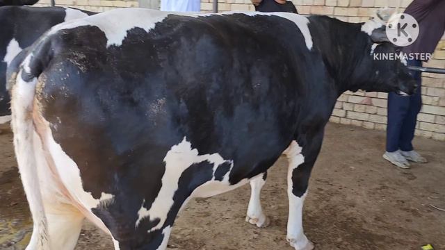 SHO'RO MOL BOZOR No1. Sigirla kam tushganligi sabab video kam bo'ldi... Bozor bozorde baribir смотреть онлайн