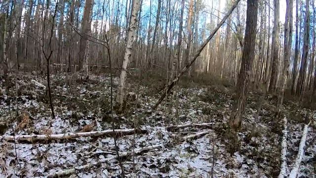 Зная этот способ вы никогда не заблудитесь в лесу. смотреть онлайн