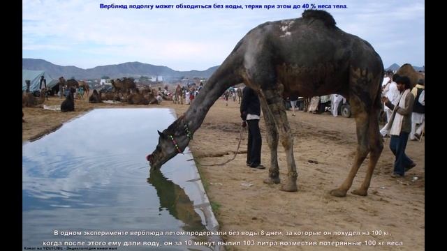 Верблюд - Camel (Энциклопедия животных)
