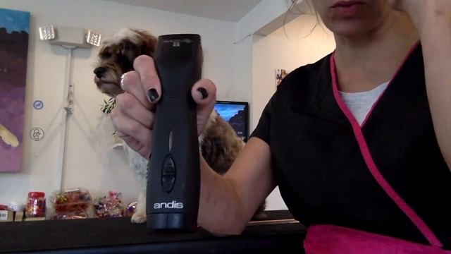 My Clipper Review! Wahl Bravura, Bonve Pet and Andis Pulse ZR II смотреть онлайн