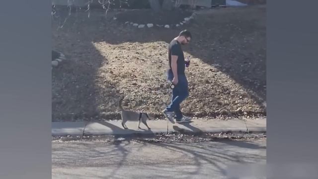 Приколы с котами! С ОЗВУЧКОЙ! Самые смешные животные! СМЕШНЫЕ ВИДЕО! смотреть онлайн