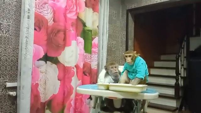 Обезьянки Гоша и Маруся дарим друзьям пол часа из своей жизни смотреть онлайн