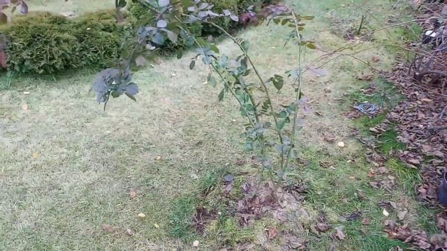 Подготавливаем розы к зиме. Часть 1. Обрезка чайно-гибридных, плетистых и парковых роз. смотреть онлайн