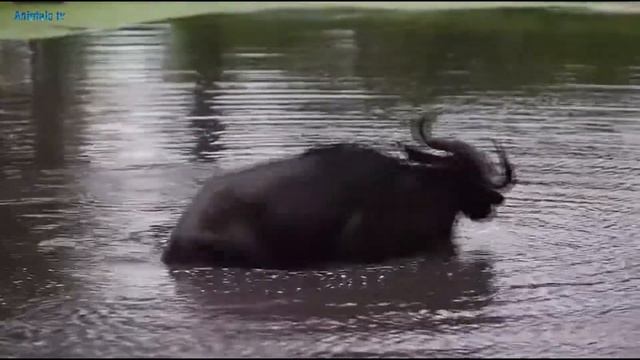 Медведь каннибал. Лев убил детеныша антилопы. Крокодил против антилопы. Медведь сьел медведя. смотреть онлайн