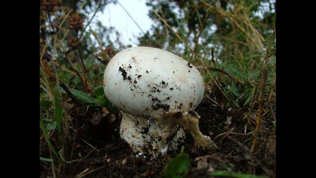 Amanita ovoidea смотреть онлайн