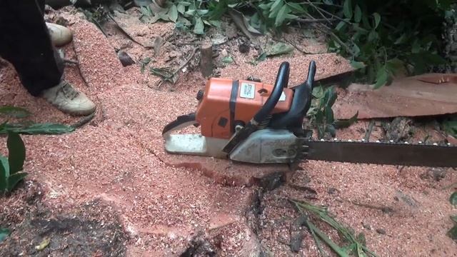Mahogany Tree Felling, With STIHL MS 660 смотреть онлайн
