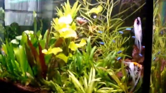 Скалярия нерест, аквариум 200 литров смотреть онлайн