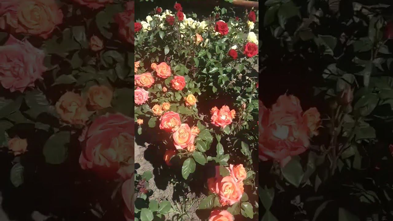 Вуду https://rose-bushes.ru/ смотреть онлайн