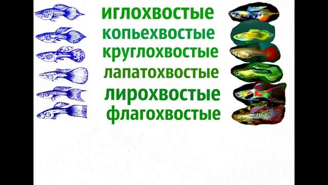 Разновидности Гуппи Poecilia reticulata смотреть онлайн