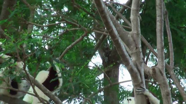 Coquerel's Sifaka, (Propithecus coquereli) 4 смотреть онлайн