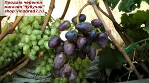 Виноград Краса Балок- раннего срока созревания с хорошим приятным вкусом и крупными ягодами