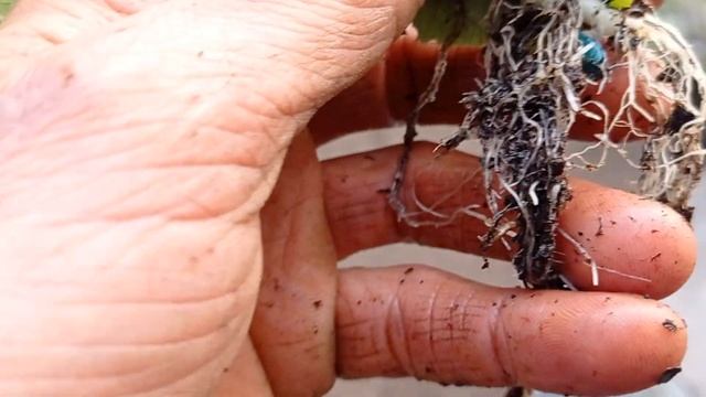 Показываю корень огурцов те что не ростут смотреть онлайн