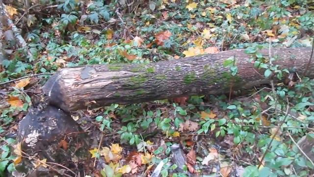 Помещичьий ("панский") пруд в стародубском районе около Корецкой Буды в приусадебном парке. смотреть онлайн