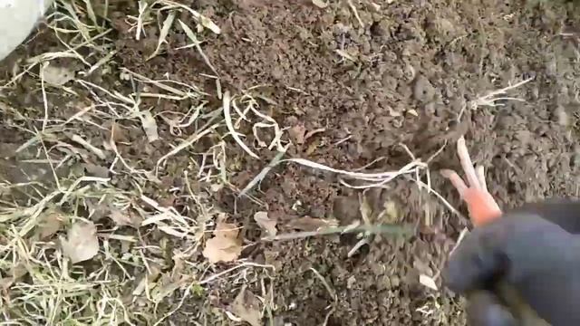 Что я делаю с пыреем где я беру землю для сада-огорода #весенниеработывсадуогороде #пырей #весна смотреть онлайн