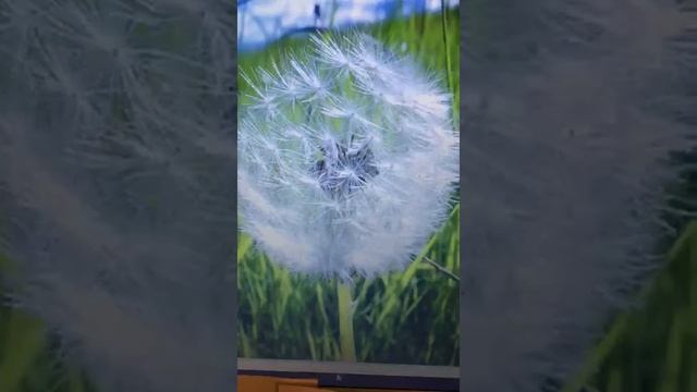 Учим стихи про одуванчик. смотреть онлайн